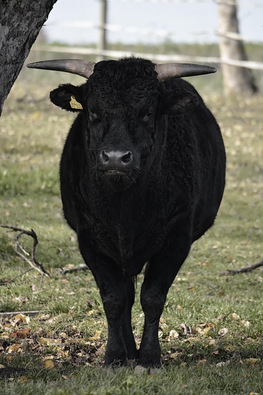 bull, horns, nature, field, stroll, animal, fur, large, meadow