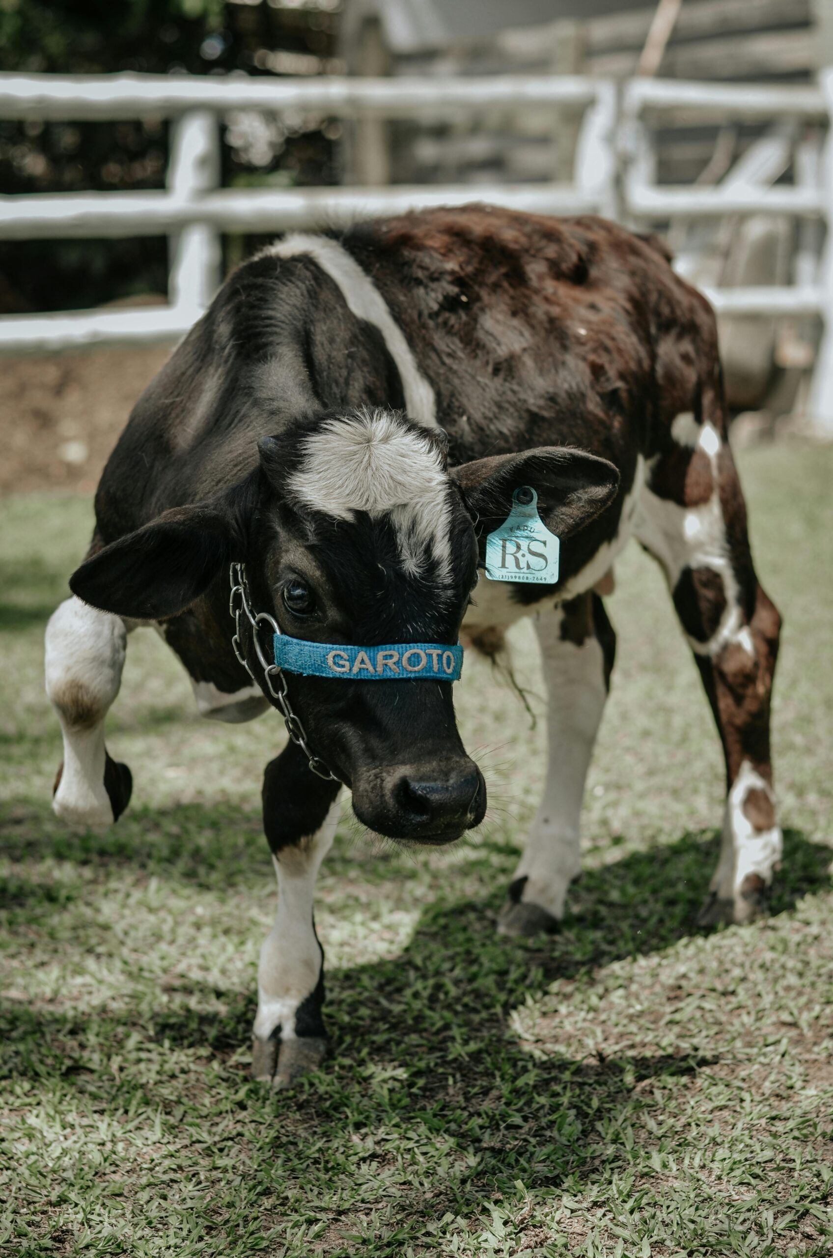 A playful young calf with a halter and tag in a sunny farm pasture.
