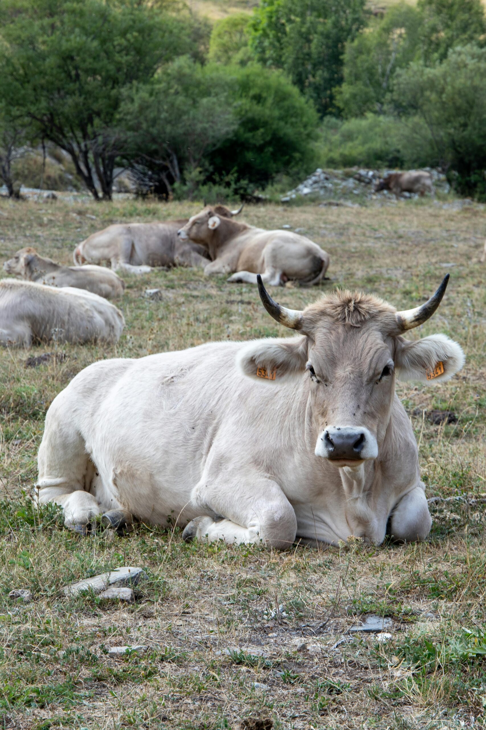 A serene scene of cattle resting in a rural field in Vielha, Spain, exemplifying peaceful countryside life.