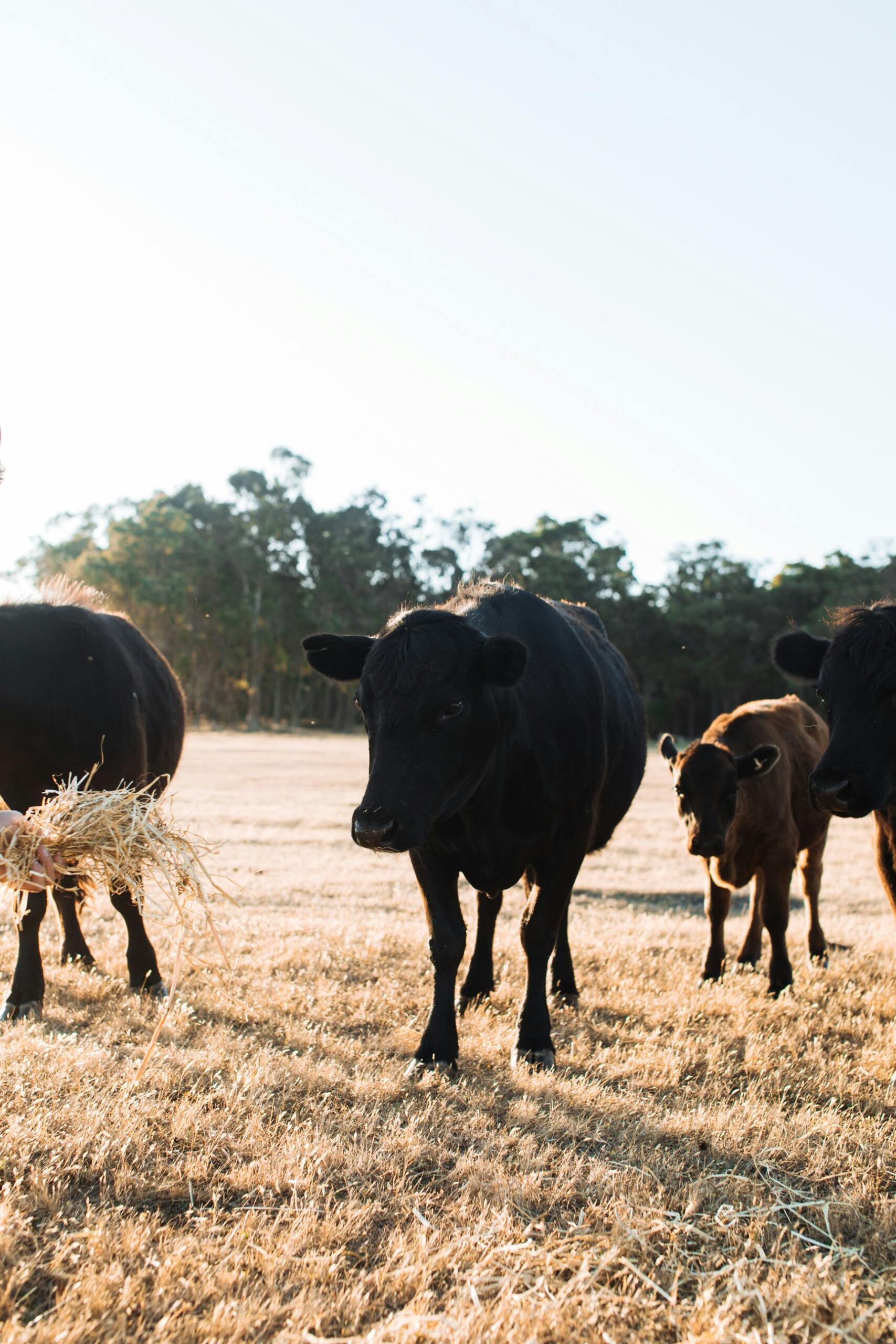 Cattle grazing peacefully on a sunny day in a rural pasture.